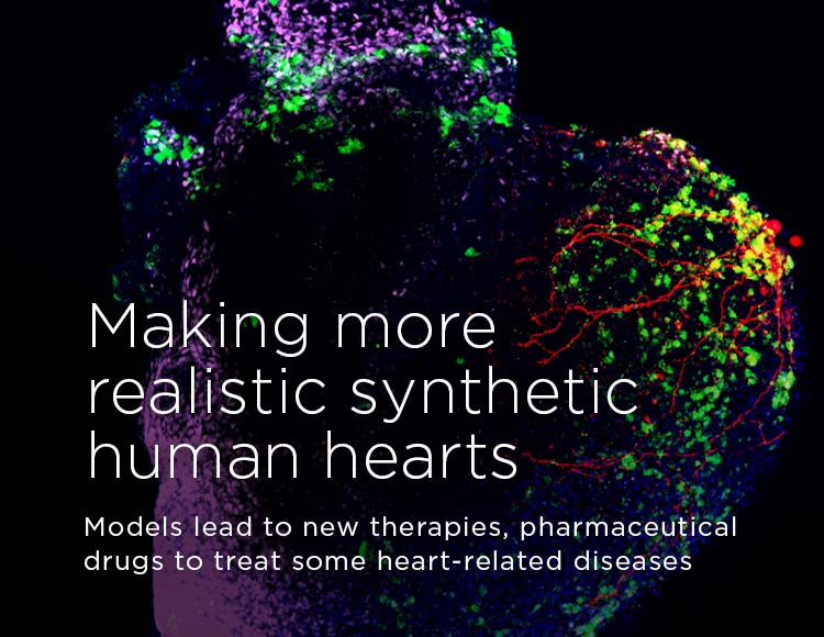 Making more realistic synthetic human hearts: Models lead to new therapies, pharmaceutical drugs to treat some heart-related diseases