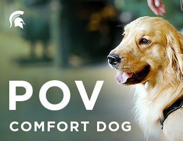 POV: Comfort dog