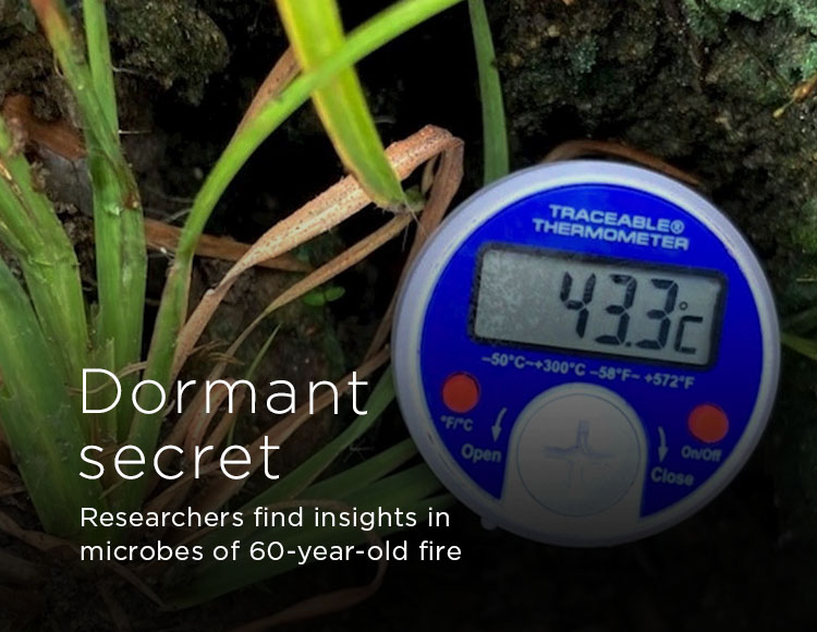 Dormant secret: Researchers find insights in microbes of 60-year-old fire