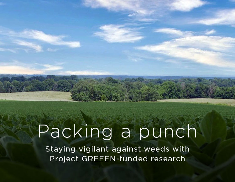 Packing a punch: Staying vigilant against weeds