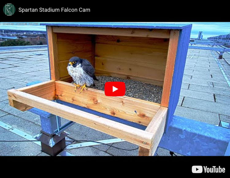A YouTube screenshot of the Spartan Stadium Falcon Cam with an image of a falcon perched at the edge of a box.