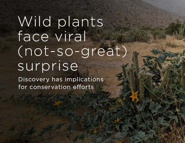 Wild plants face viral (not-so-great) surprise: Discovery has implications on conservation efforts