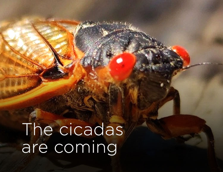 The cicadas are coming