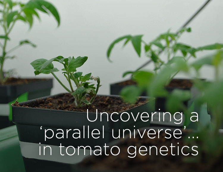 Uncovering a ‘parallel universe’... in tomato genetics