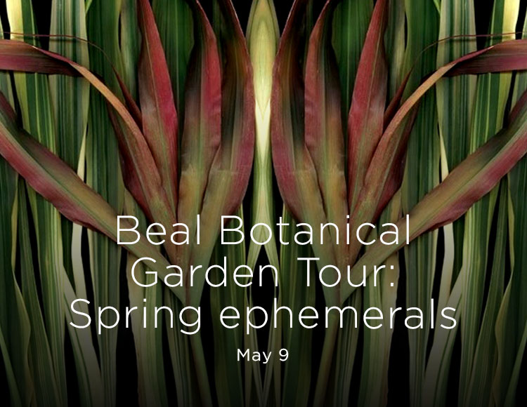 Beal Botanical Garden Tour: Spring ephemerals — May 9