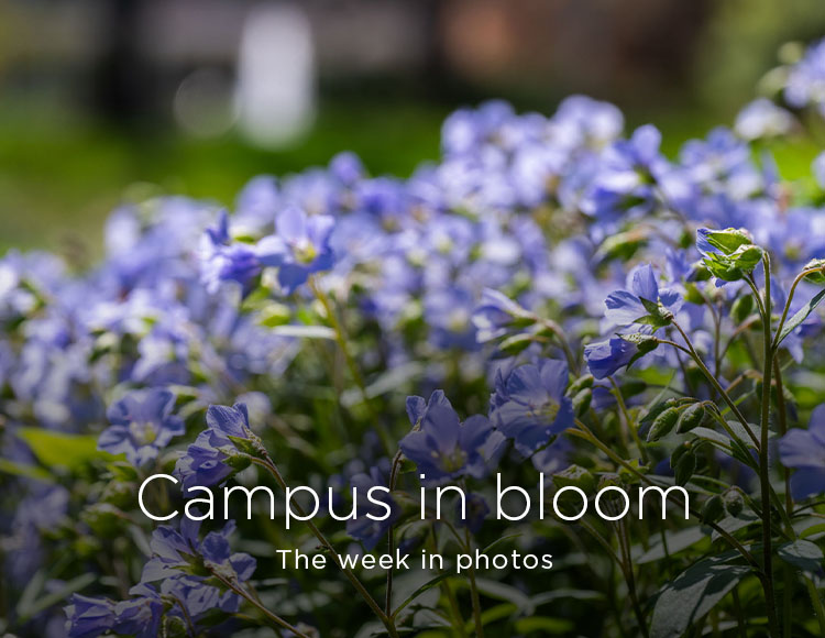 Campus in bloom: The week in photos
