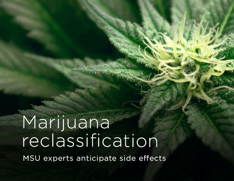 Marijuana reclassification: MSU experts anticipate side effects