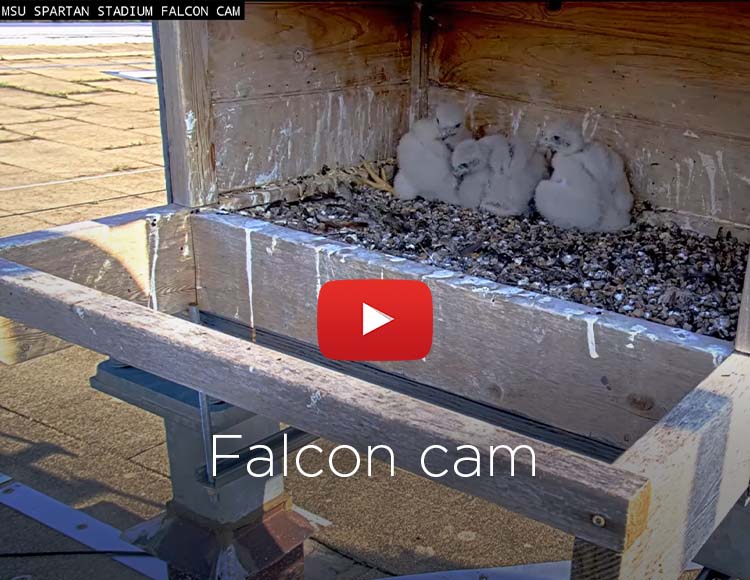 Background image showing falcon chicks in their box from the Spartan Stadium Falcon Cam with the text “Falcon cam” and a YouTube play icon