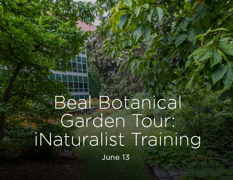 Beal Botanical Garden Tour: iNaturalist Training: June 13