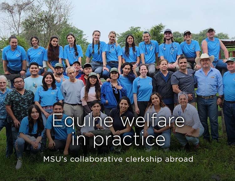 Equine welfare in practice: MSU’s collaborative clerkship abroad