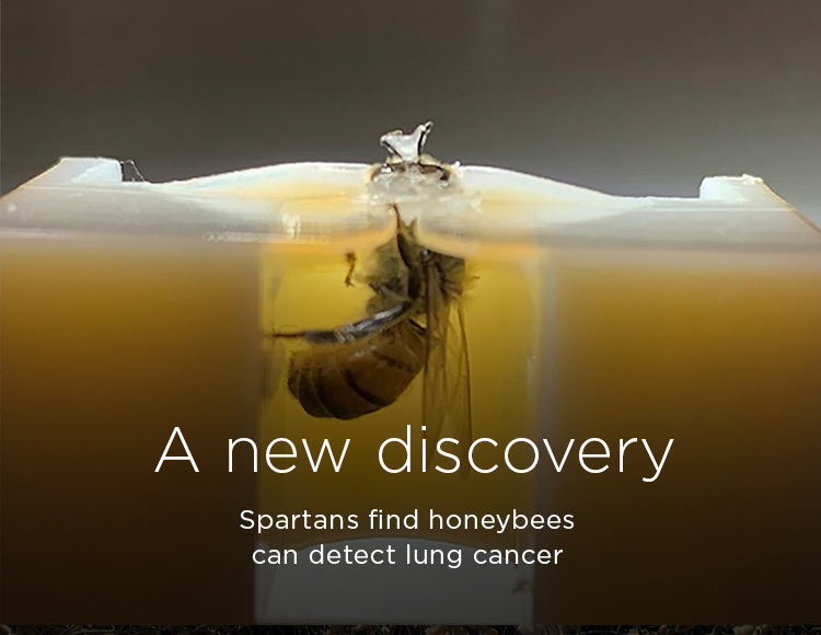 A new discovery: Spartans find honeybees can detect lung cancer