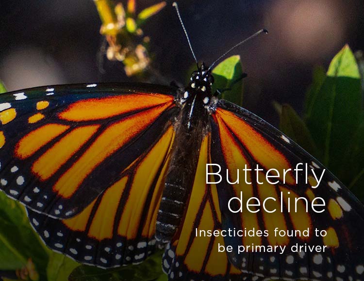 Butterfly decline: Insecticides found to be primary driver
