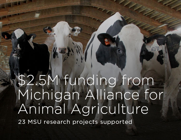 $2.5M funding from Michigan Alliance for Animal Agriculture: 23 MSU research projects supported