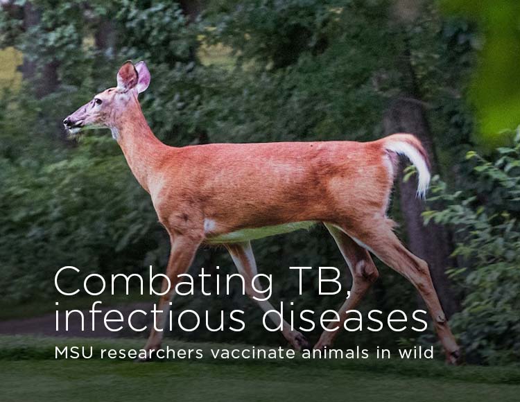 Combating TB, infectious diseases: MSU researchers vaccinate animals in wild