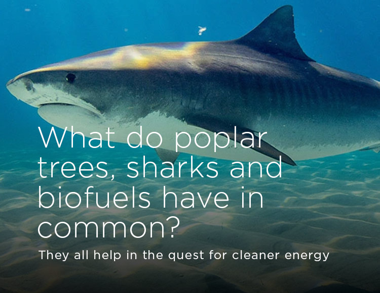 What do poplar trees, sharks and biofuels have in common? They all help in the quest for cleaner energy