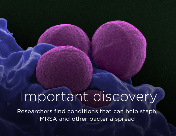 Important discovery: Researchers find conditions that can help staph, MRSA and other bacteria spread