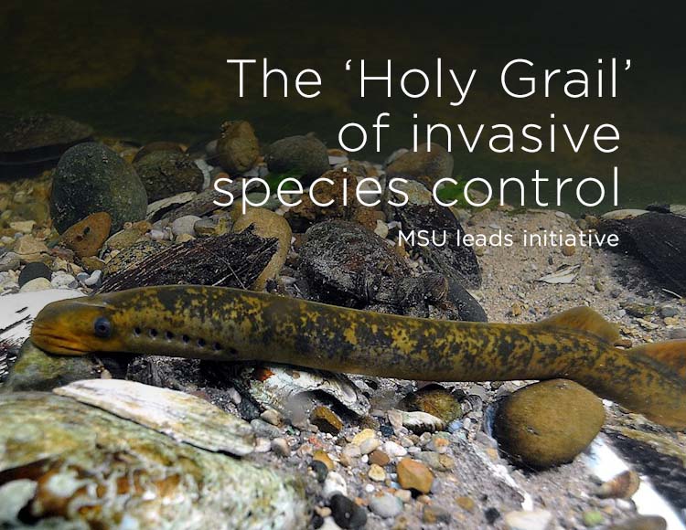 The ‘Holy Grail’ of invasive species control: MSU leads initiative