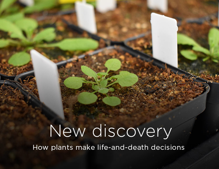 New discovery: How plants make life-and-death decisions
