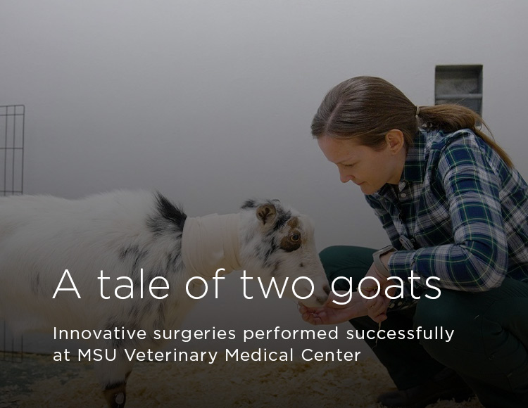 A tale of two goats: Innovative surgeries performed successfully at MSU Veterinary Medical Center
