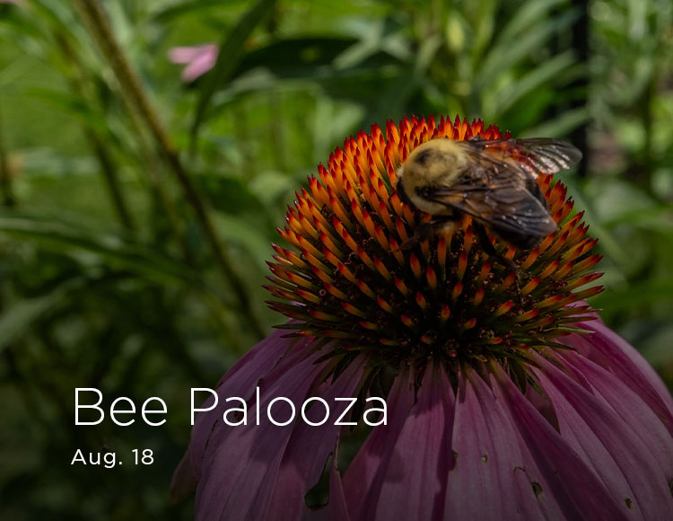 Bee Palooza: Aug. 18