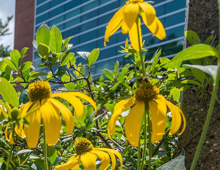A building with windows in the background, with yellow flowers and greenery in the foreground.