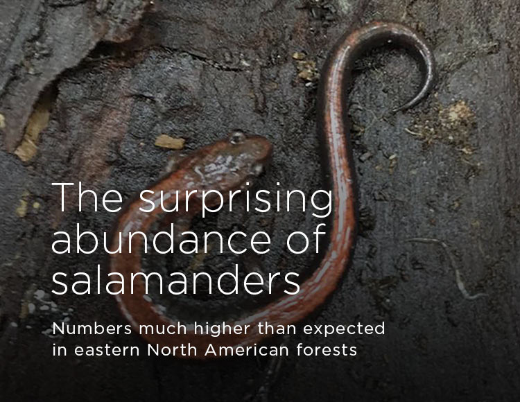 The surprising abundance of salamanders: Numbers much higher than expected in eastern North American forests