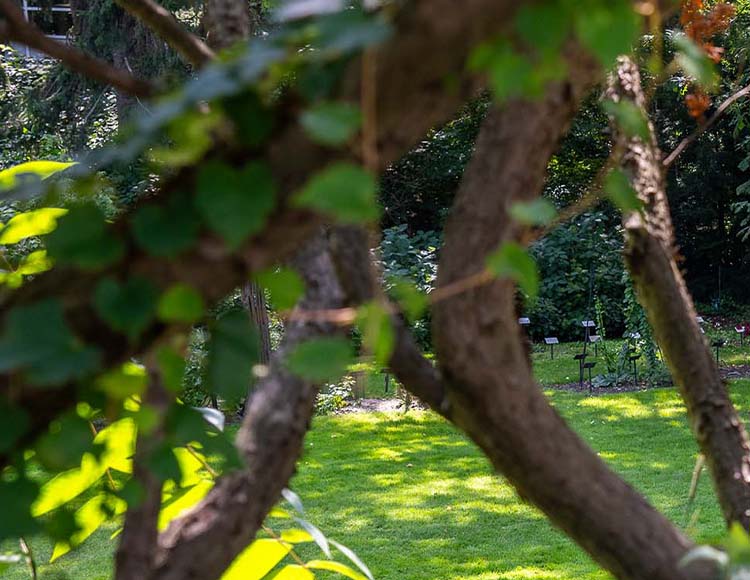 A closeup of a tree with leaves with green space in the background.