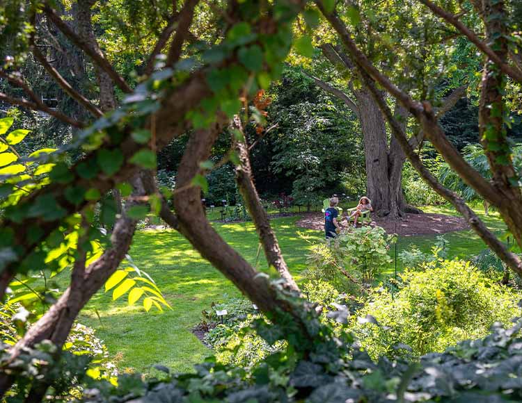 A closeup of a tree with leaves with green space in the background.