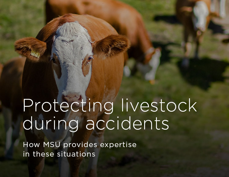 Protecting livestock during accidents: How MSU provides expertise in these situations