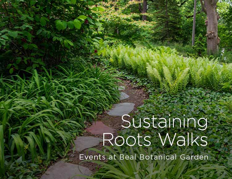 Sustaining Roots Walks: Events at Beal Botanical Garden