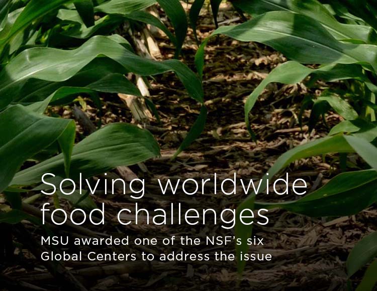 Solving worldwide food challenges: MSU awarded one of the NSF’s six Global Centers to address the issue