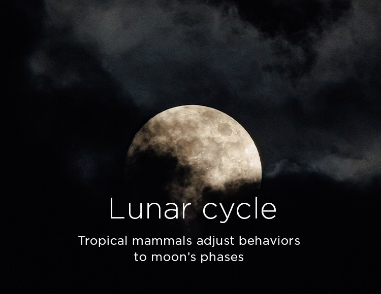 Lunar cycle: Tropical mammals adjust behaviors to moon’s phases