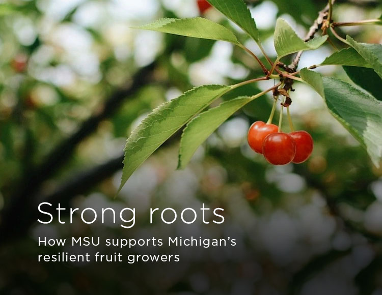 Strong roots: How MSU supports Michigan’s resilient fruit growers