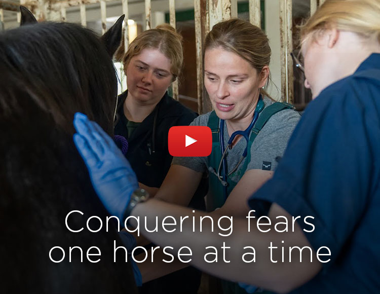 A YouTube play button on top of an image of three people wearing gloves looking at a horse, with the text: Conquering fears one horse at a time.