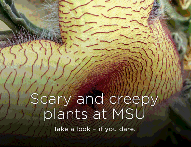 Scary and creepy plants at MSU: Take a look – if you dare.