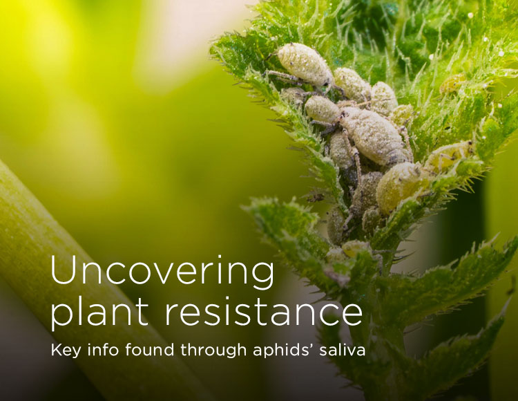 Uncovering plant resistance: Key info found through aphids' saliva