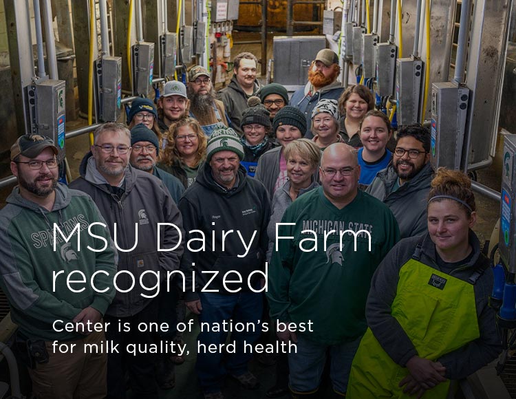 MSU Dairy Farm recognized: Center is one of nation’s best for milk quality, herd health